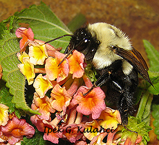 Ipek Kulahci- Bombus lab